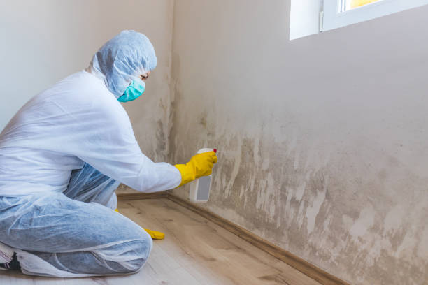 Licensed Hvac And Air Duct Mold Remediation service in Highland Park, NJ - Car Mold Remediation
